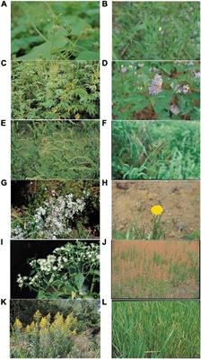 Climate change-induced invasion risk of ecosystem disturbing alien plant species: An evaluation using species distribution modeling